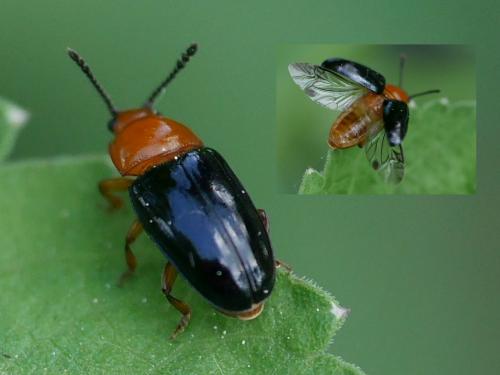 Triplax sp.